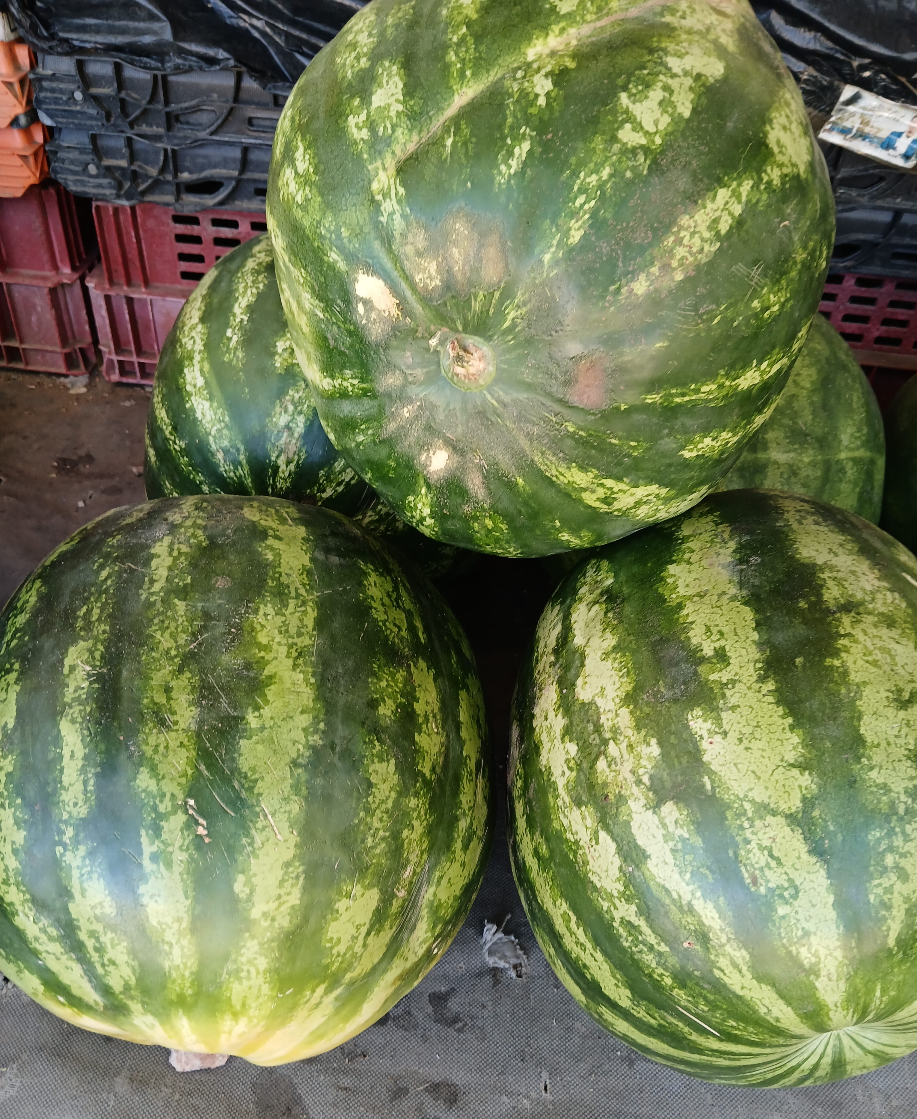 Watermelon