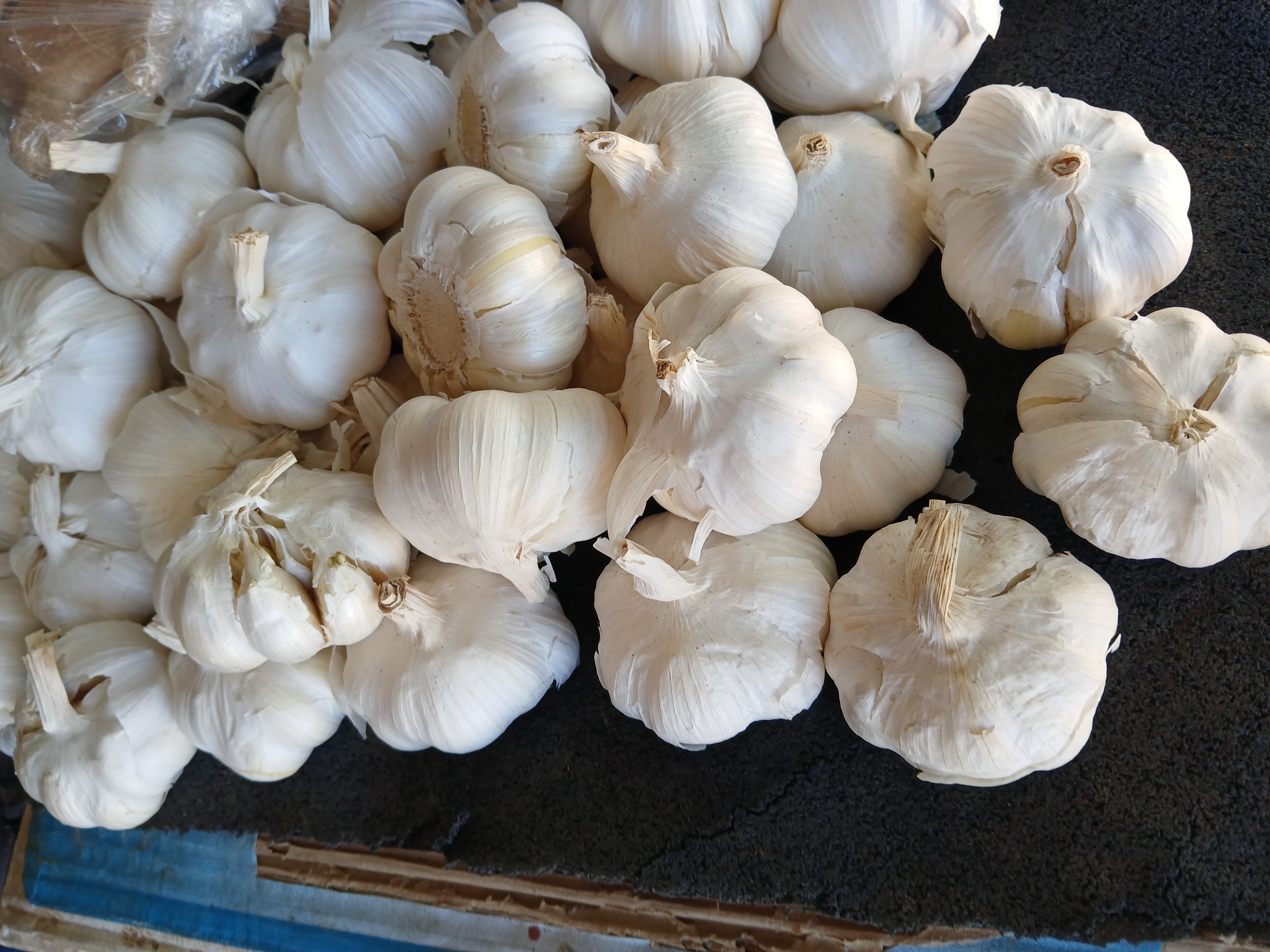 Garlic