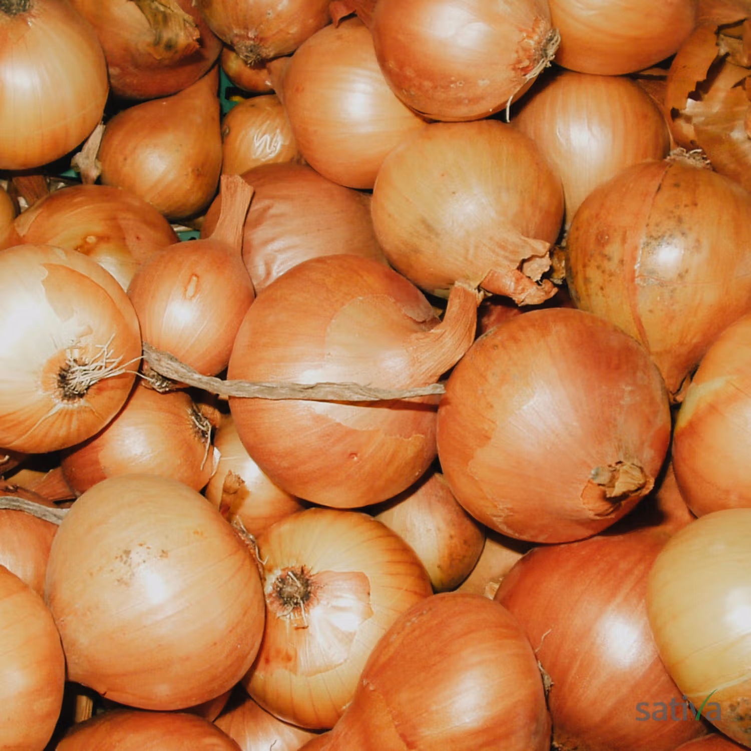 Onions